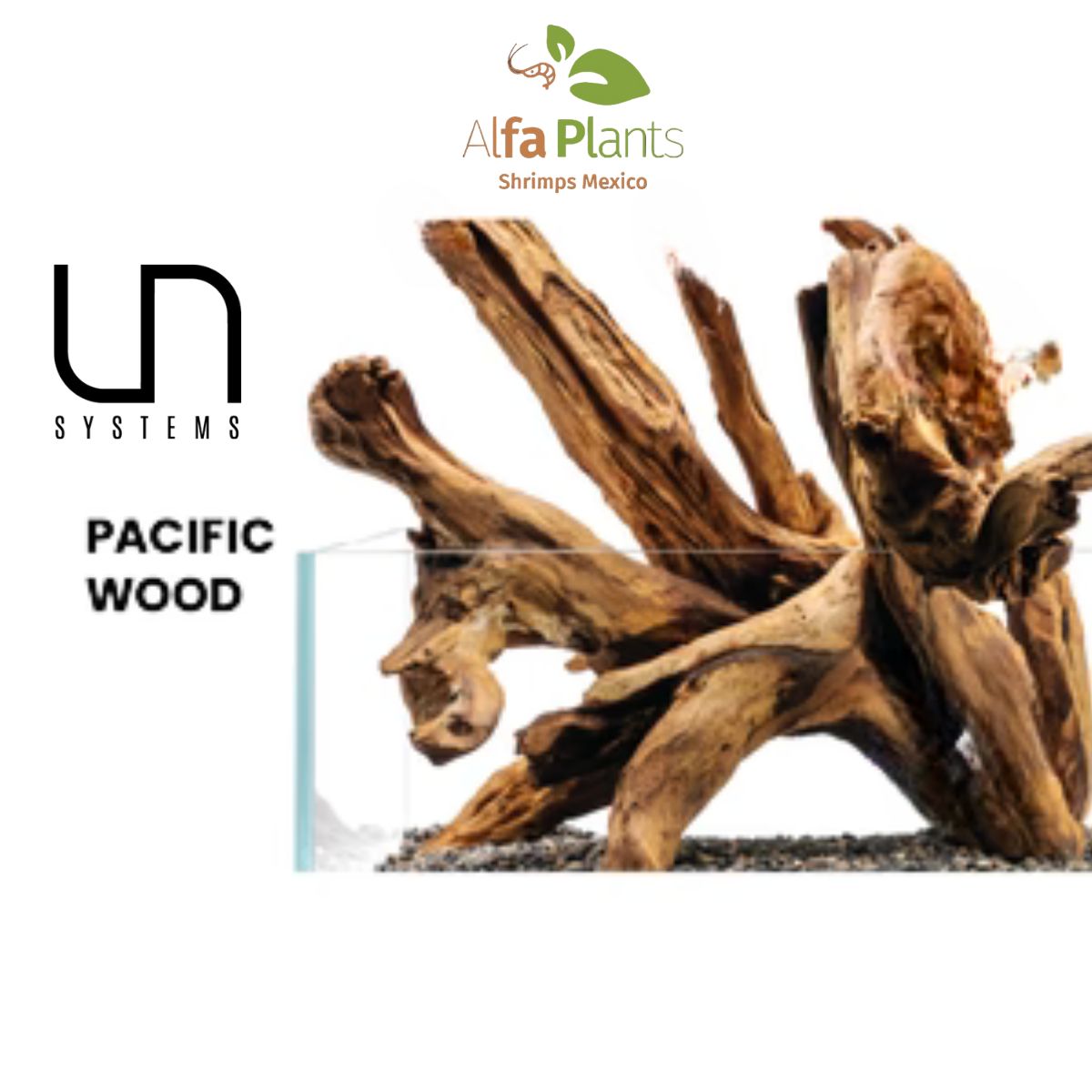Pacific Driftwood