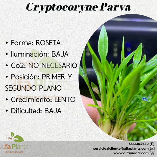 Cryptocoryne Parva