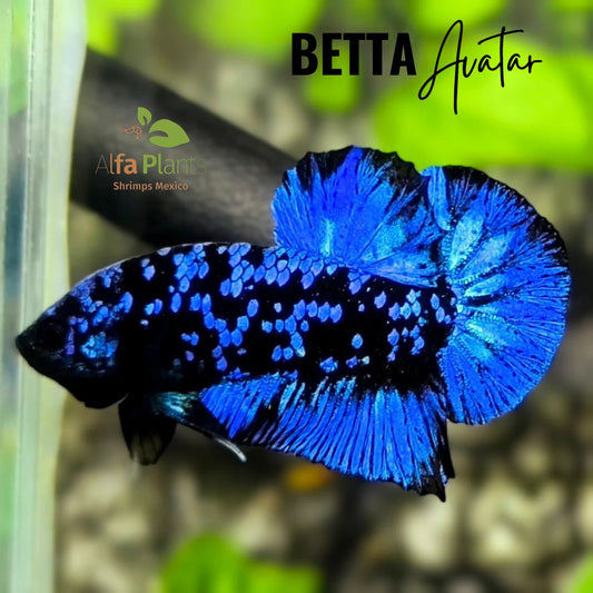 Pez Betta Avatar