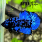Pez Betta Avatar