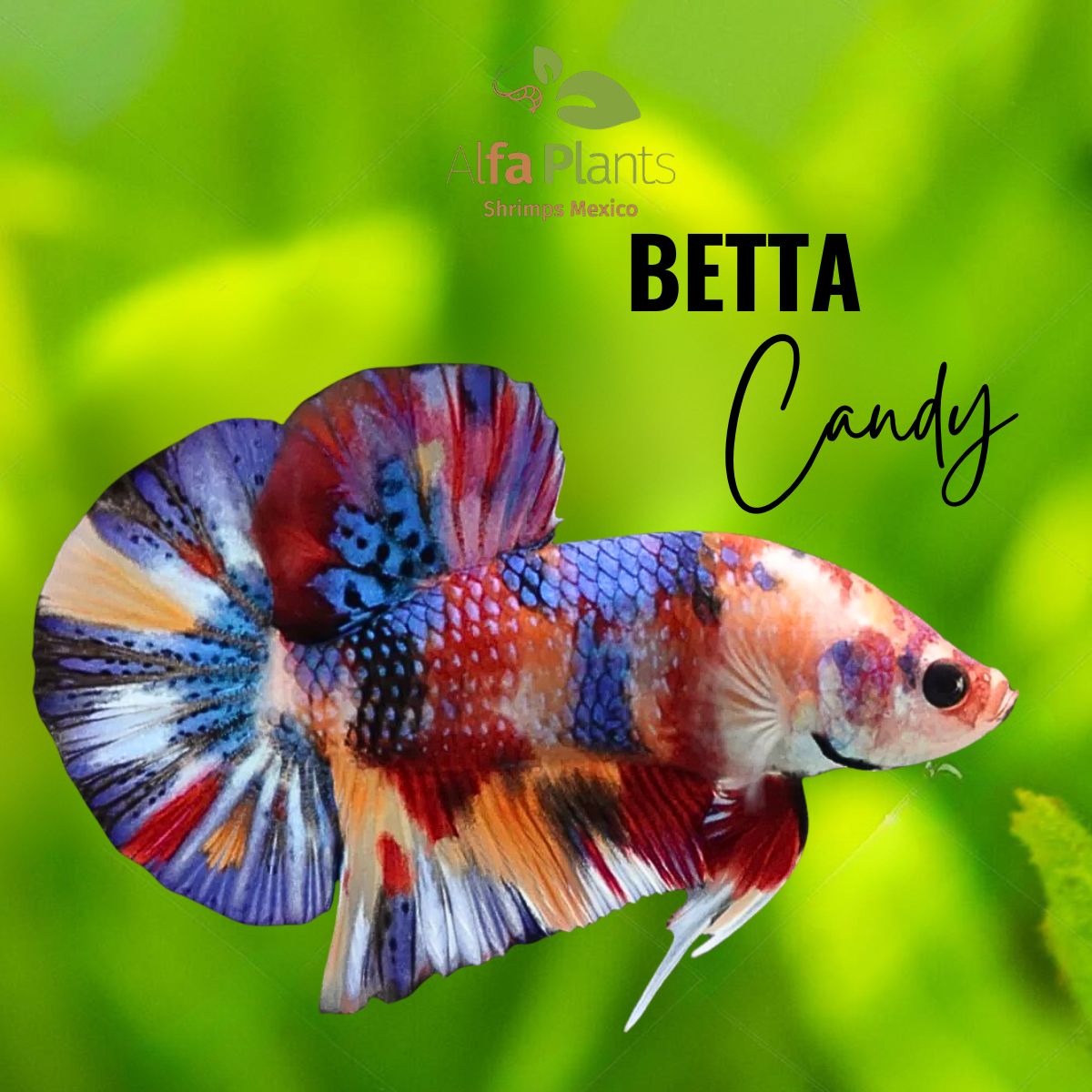 Pez Betta Candy