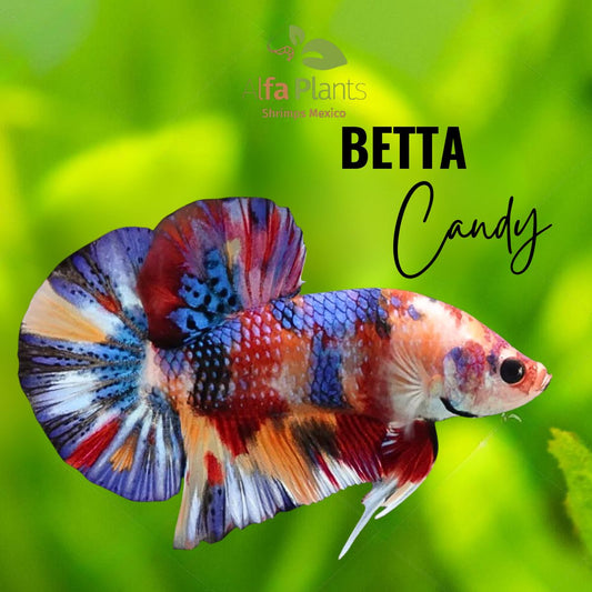 Pez Betta Candy