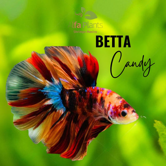 Pez Betta Candy