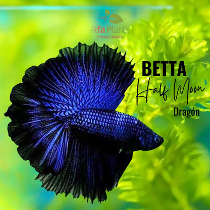 Pez Betta Half Moon Dragón
