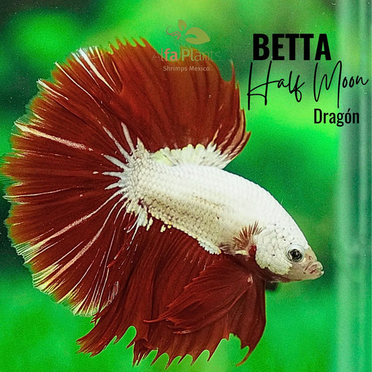 Pez Betta Half Moon Dragón