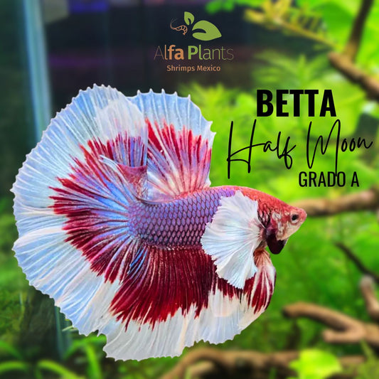 Pez Betta
