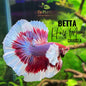 Pez Betta Half Moon Grado A