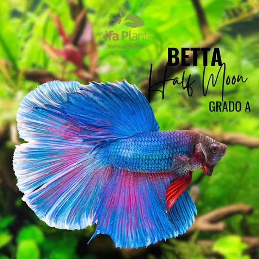 Pez Betta Half Moon Grado A
