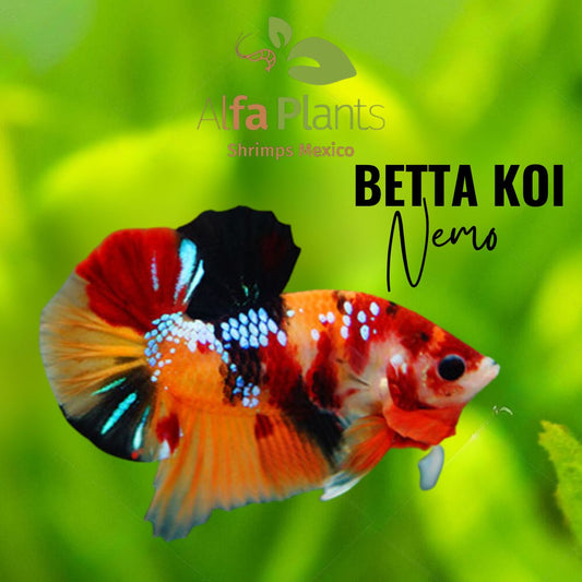 Pez Betta Koi Nemo