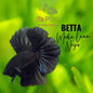 Pez Betta Media Luna Negro
