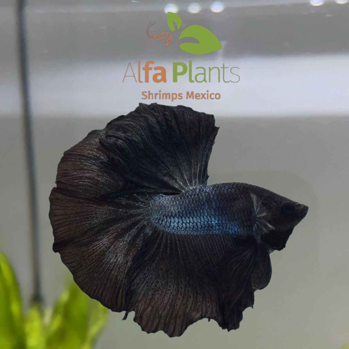 Pez Betta Media Luna Negro