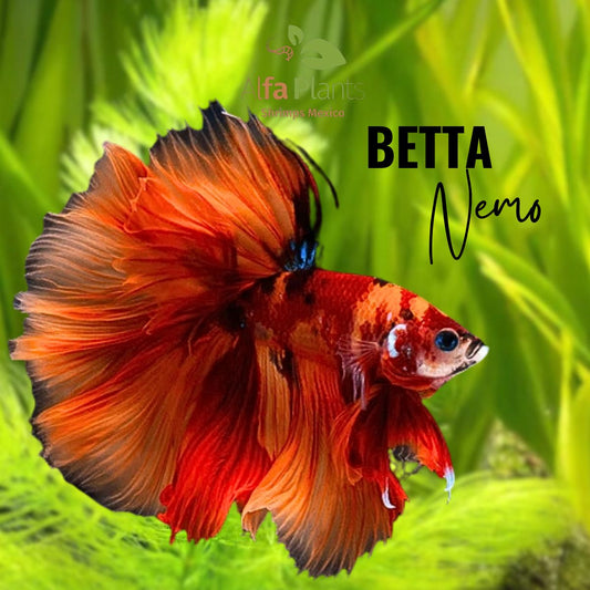 Pez Betta Nemo