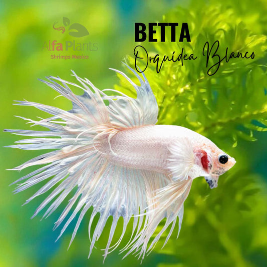 Pez Betta Orquídea Blanco