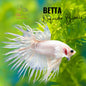 Pez Betta Orquídea Blanco