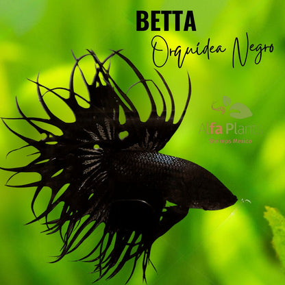 Pez Betta Orquídea Negro