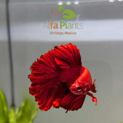 Pez Betta Rojo