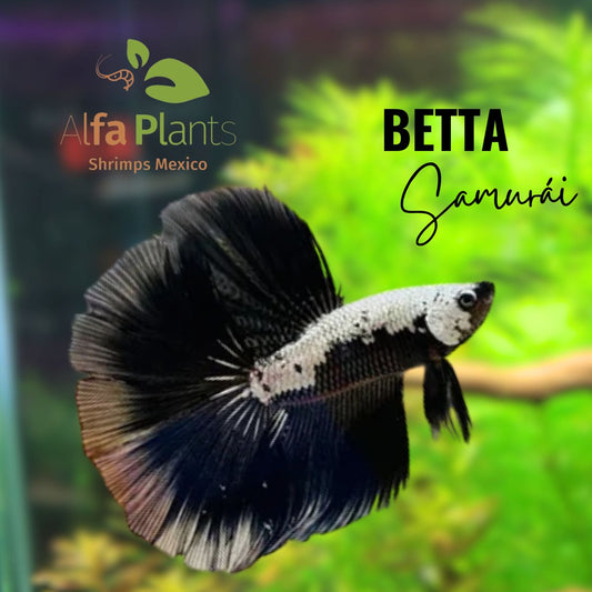 Pez Betta Samurái