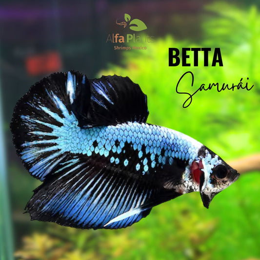 Pez Betta Samurái