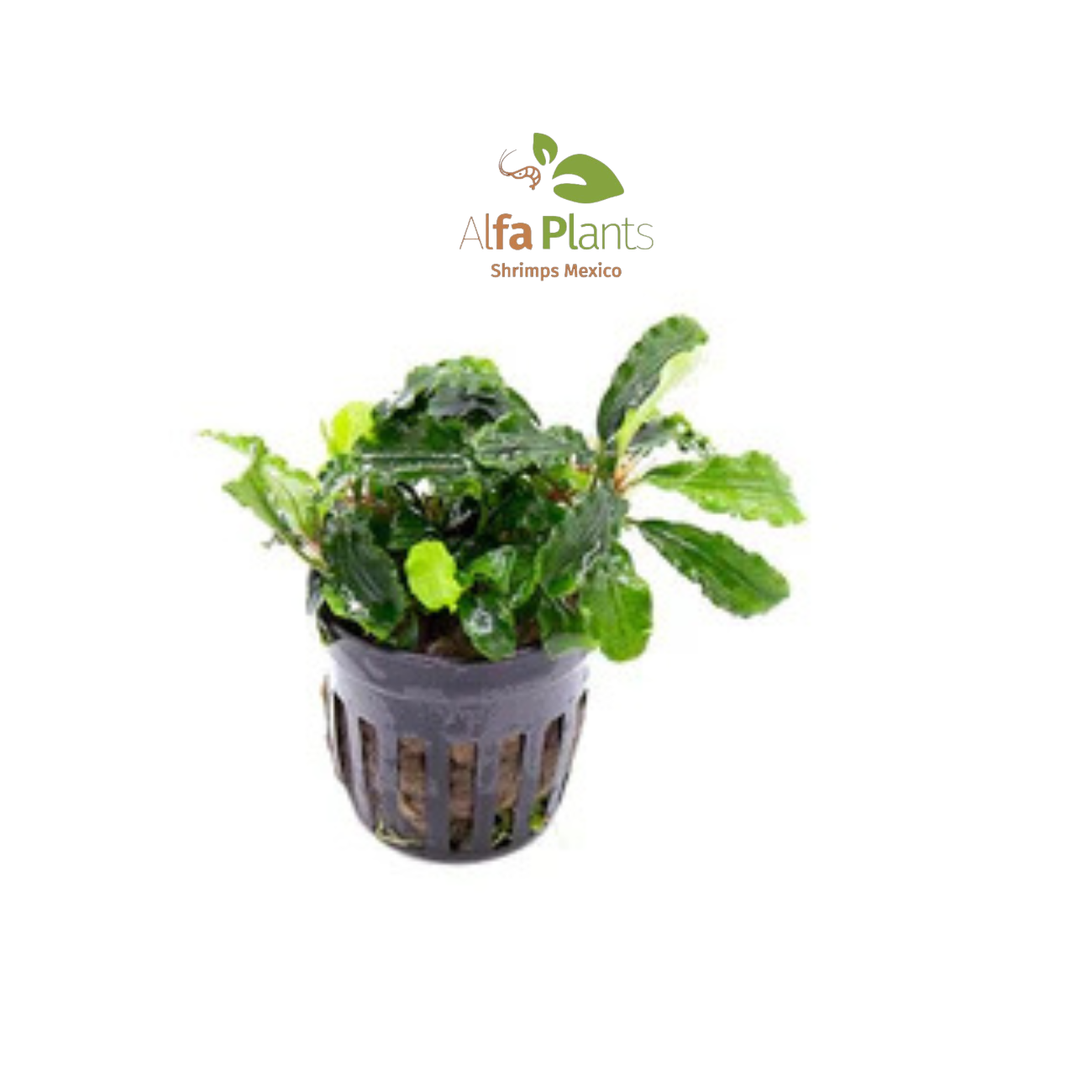 Bucephalandra Green Wavy