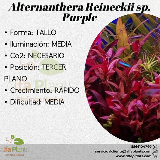 Alternanthera Reineckii sp. Purple