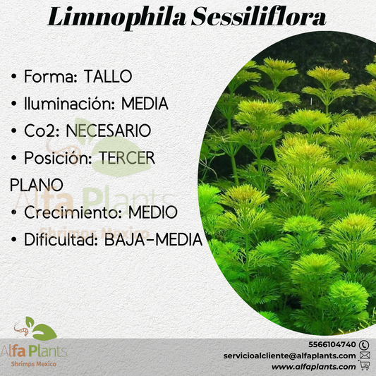 Limnophila Sessiliflora