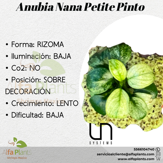 Anubia Nana Petite Pinto