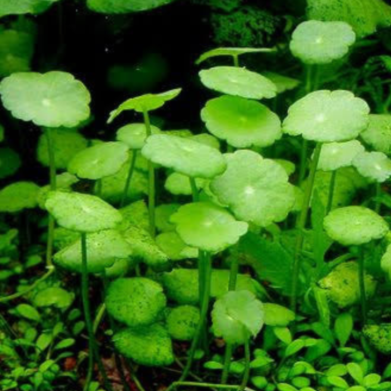 Hydrocotyle Verticillata