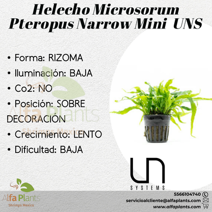 Helecho Microsorum Pteropus Narrow Mini