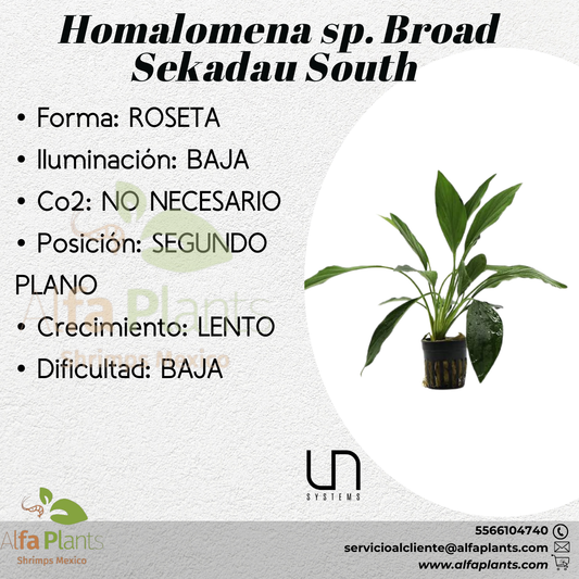 Homalomena Broad Sekadau South