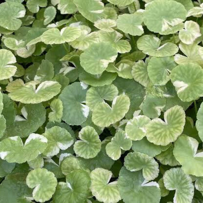 Hydrocotyle Leucocephala Variegated