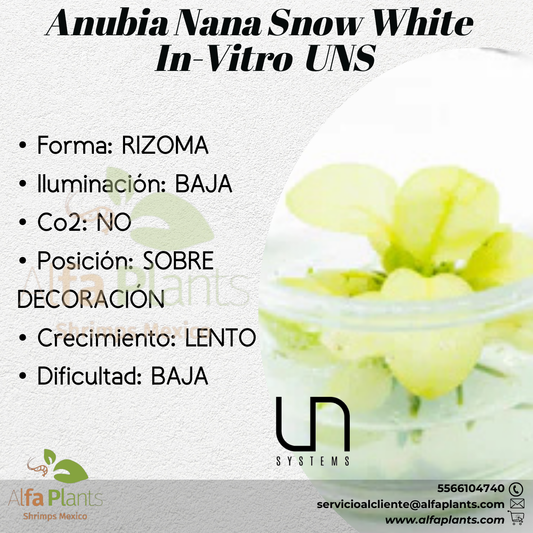 Anubia Nana Snow White In-vitro