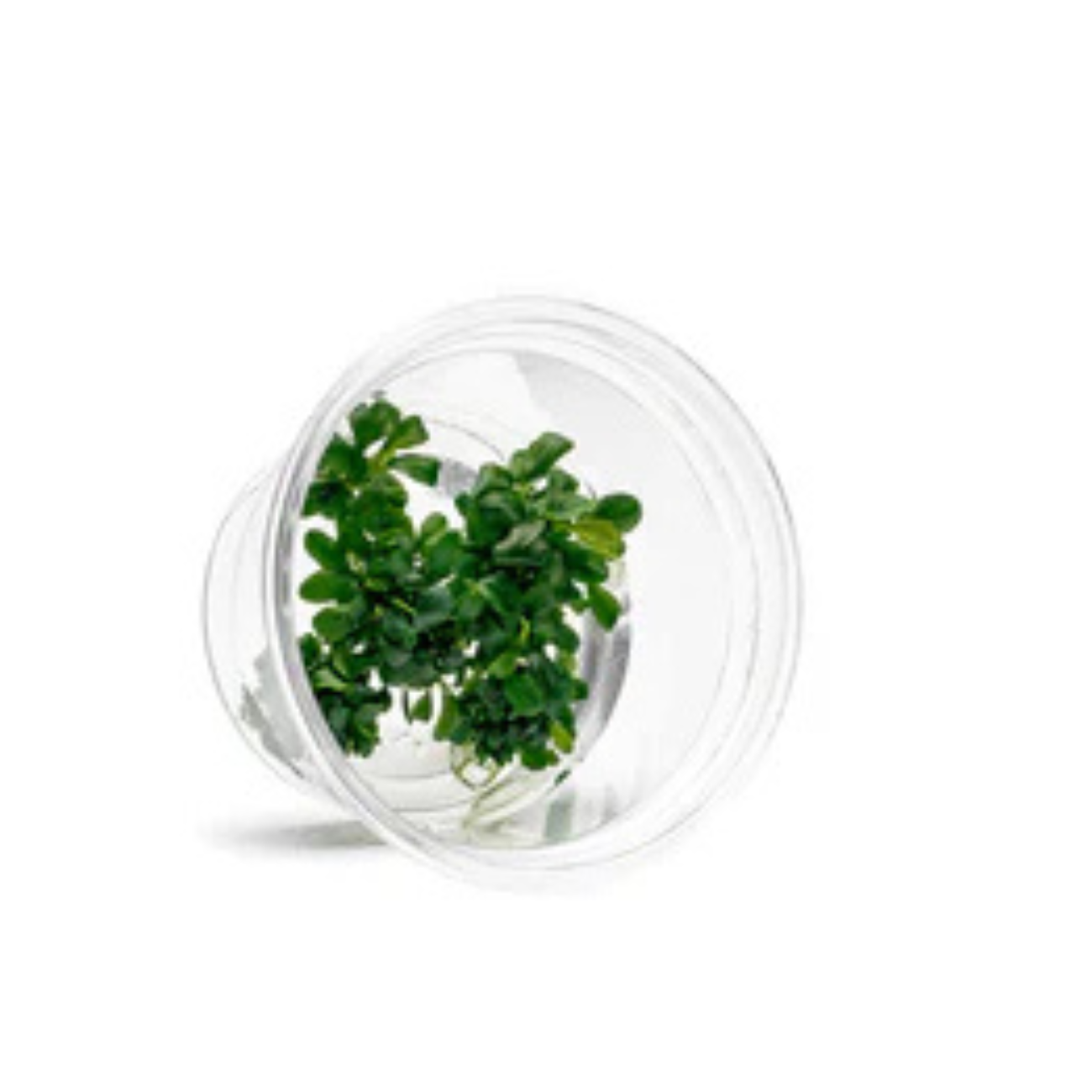 Bucephalandra Sintang Green Tissue Culture In-vitro