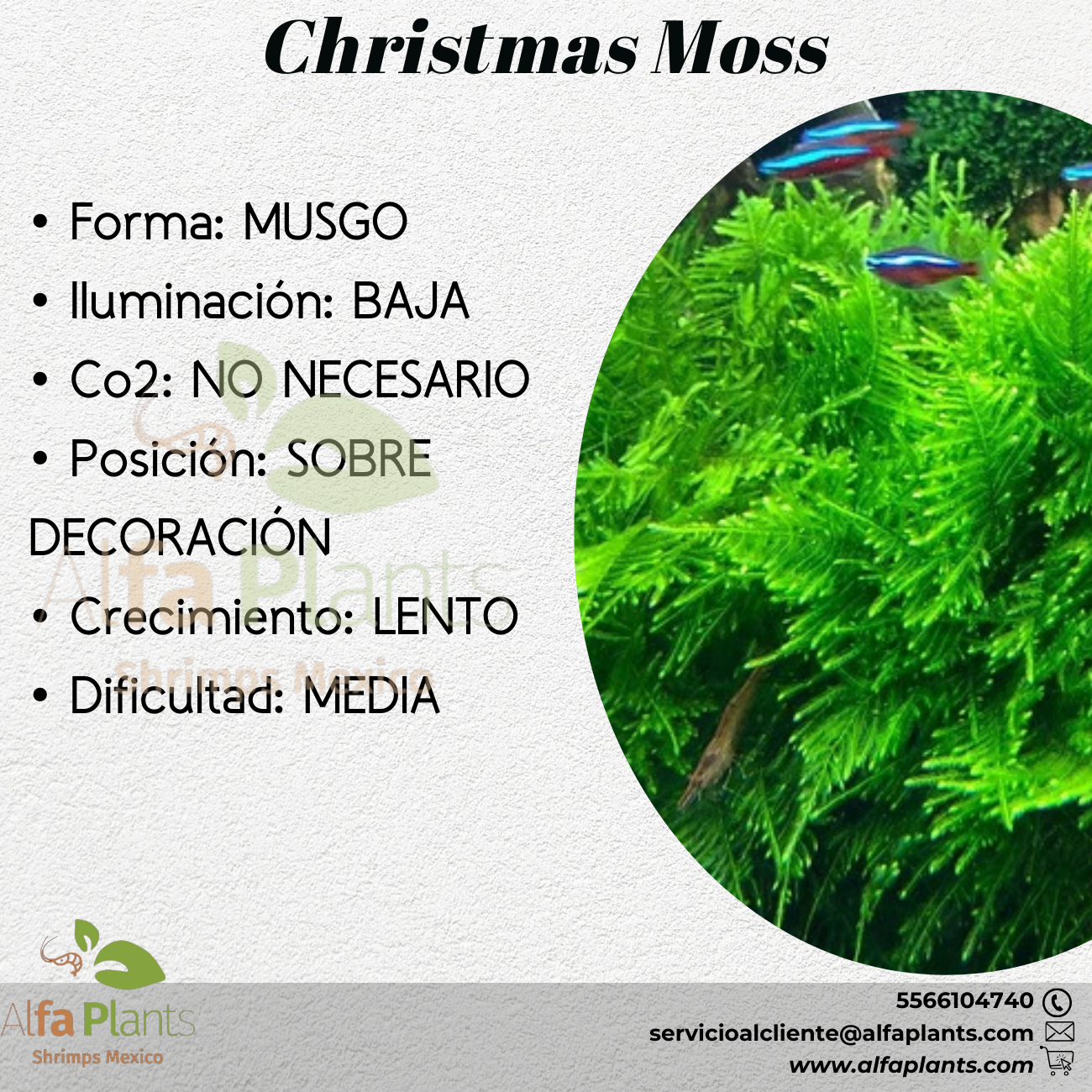 Christmas Moss