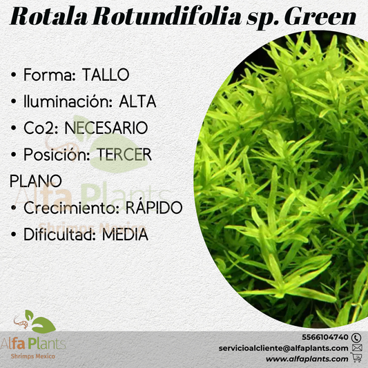 Rotala Rotundifolia sp. Green
