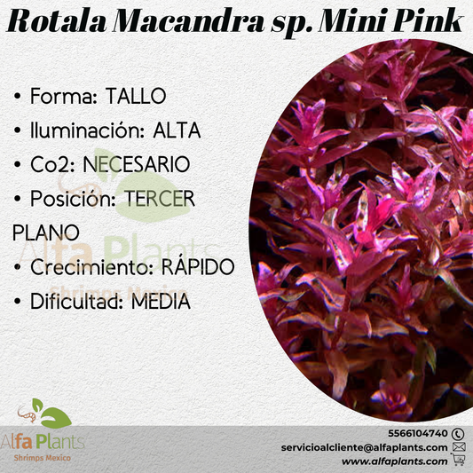 Rotala Macandra sp. Mini Pink