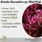 Rotala Macandra sp. Mini Pink