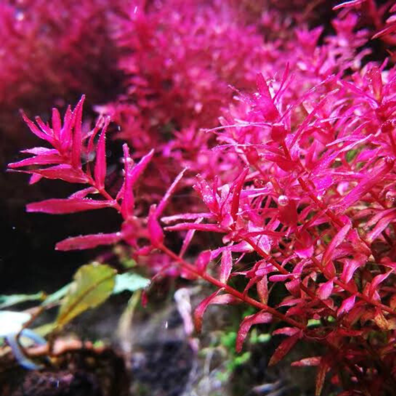 Rotala Macandra sp. Mini Pink