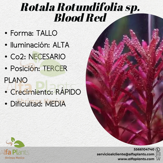 Rotala Rotundifolia sp.  Blood Red