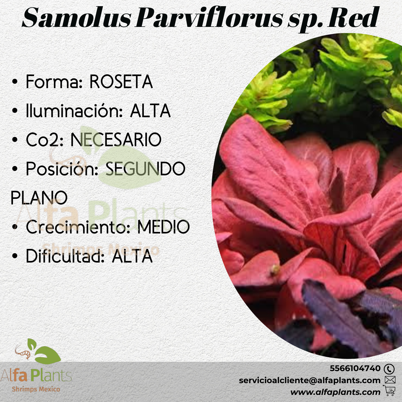 Samolus Parviflorus sp. Red