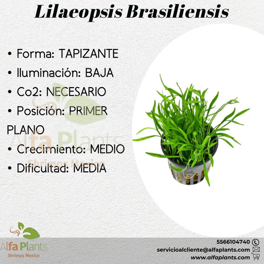 Lilaeopsis Brasiliensis