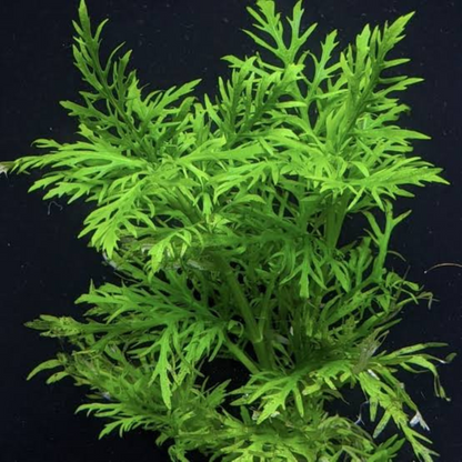 Hygrophila Difformis