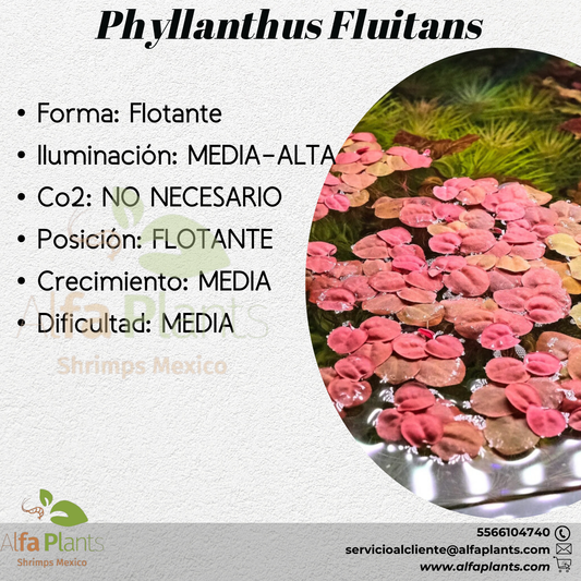 Phyllanthus Fluitans