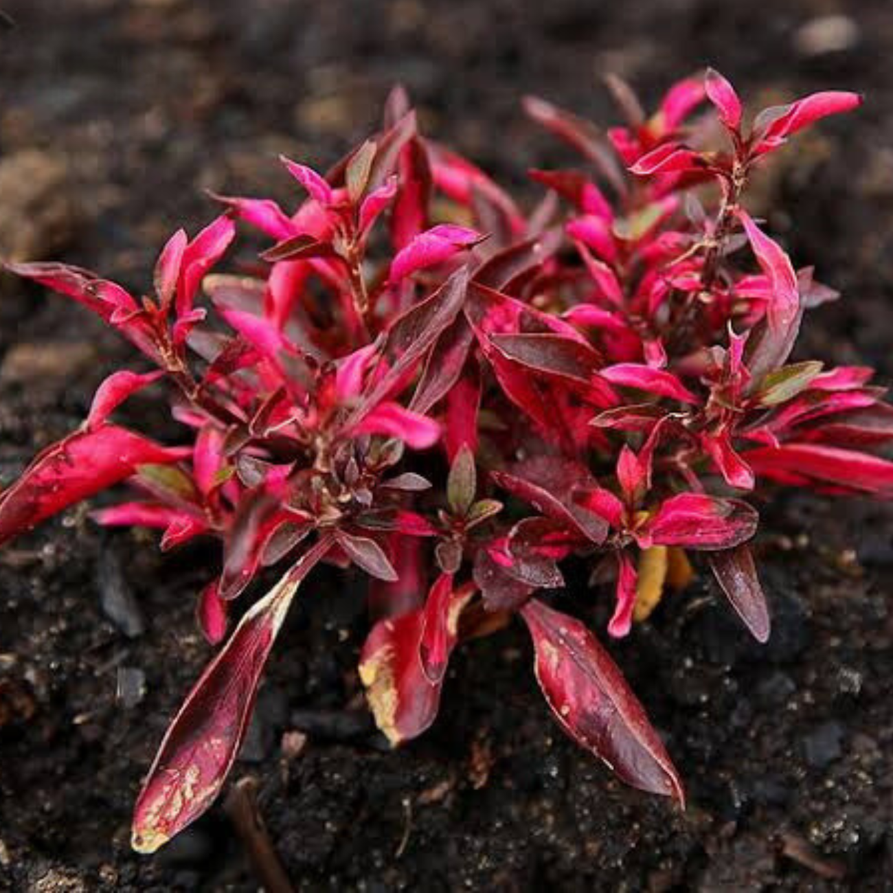 Alternanthera Bettzickiana Red