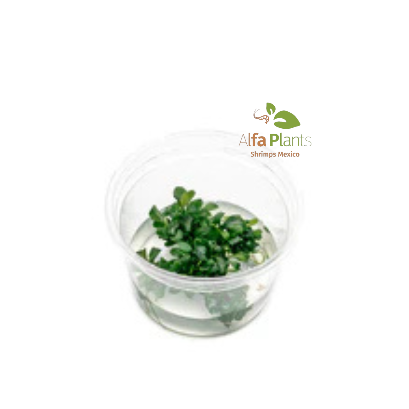 Bucephalandra Sintang Green Tissue Culture In-vitro