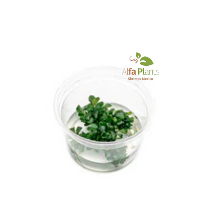 Bucephalandra Sintang Green Tissue Culture In-vitro