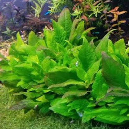 Hygrophila Corymbosa sp. Compact