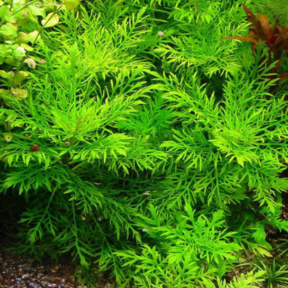 Hygrophila Difformis