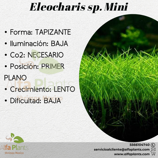 Eleocharis sp. Mini Planta Tapizante