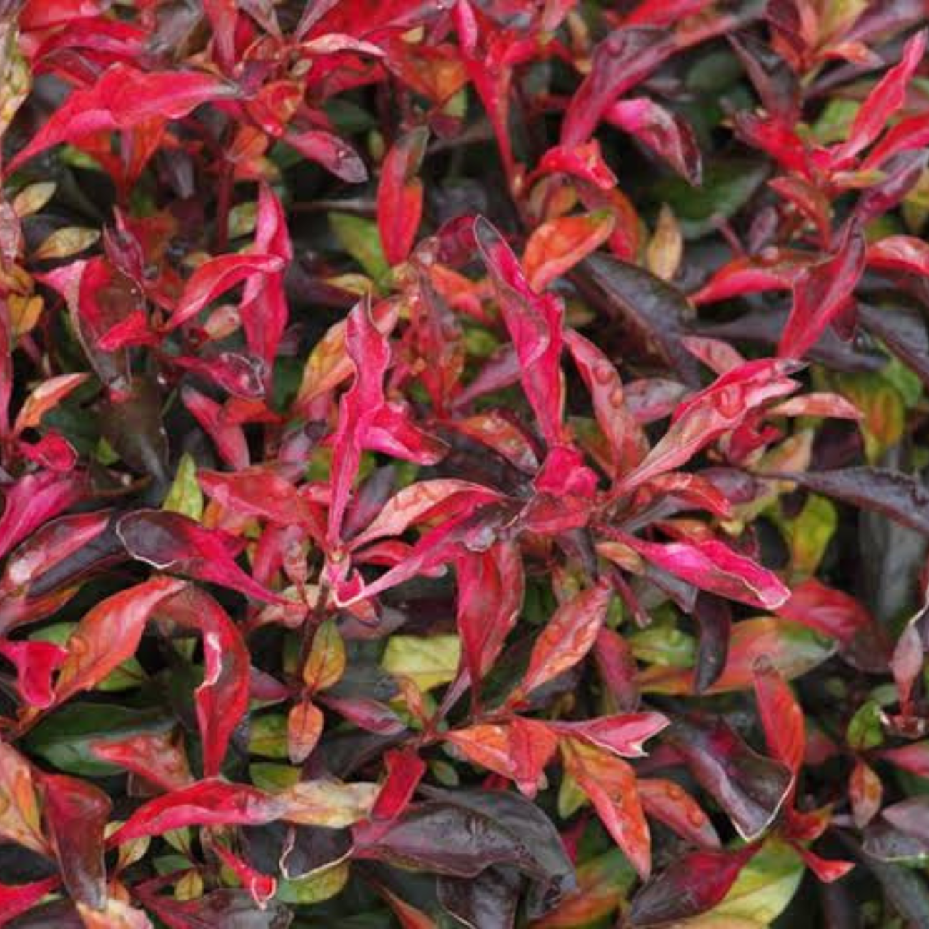 Alternanthera Bettzickiana Red