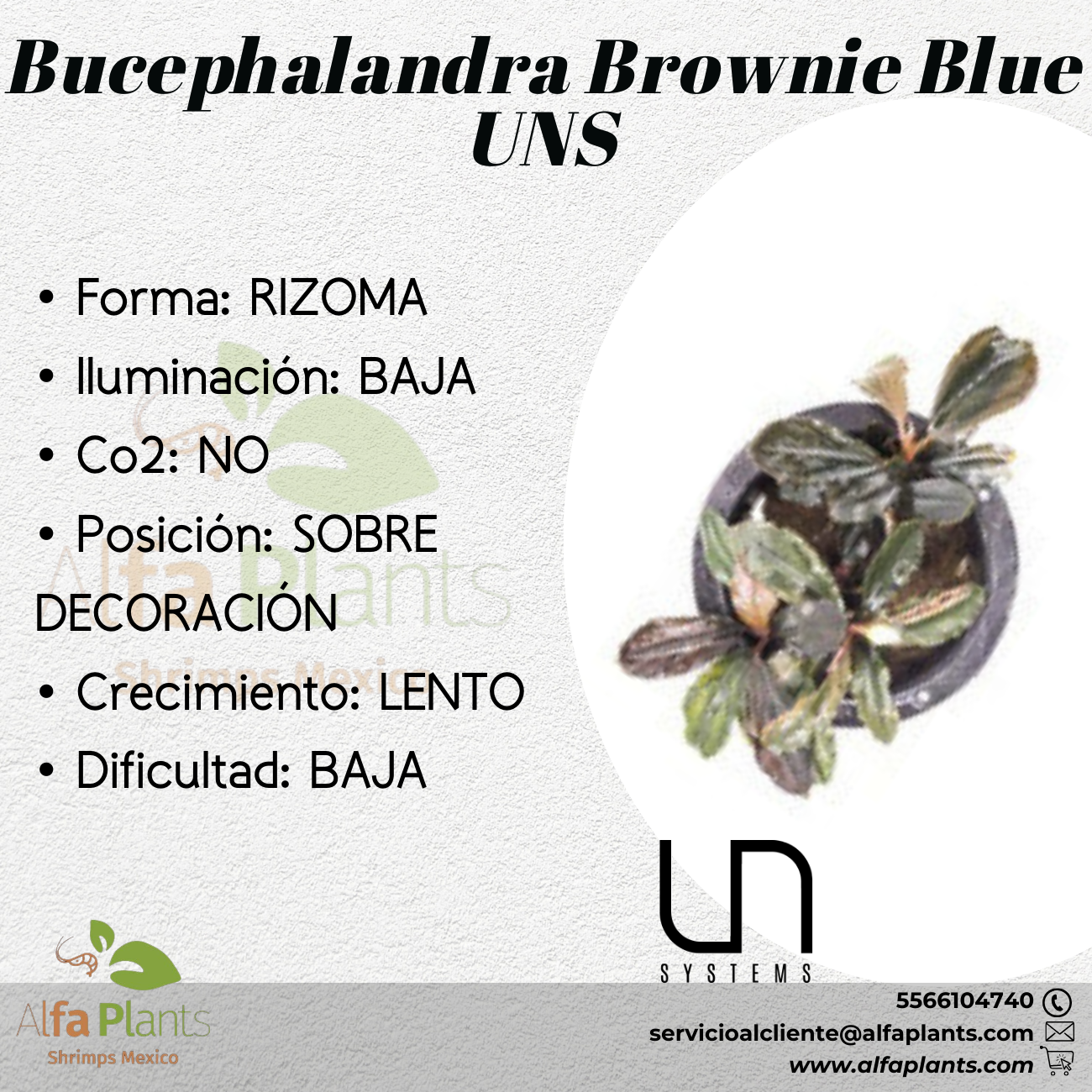 Bucephalandra Arrogant Blue